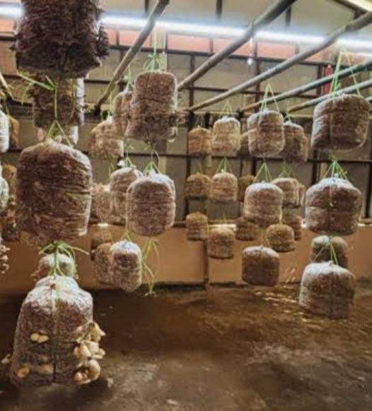 Growing Systems Setup